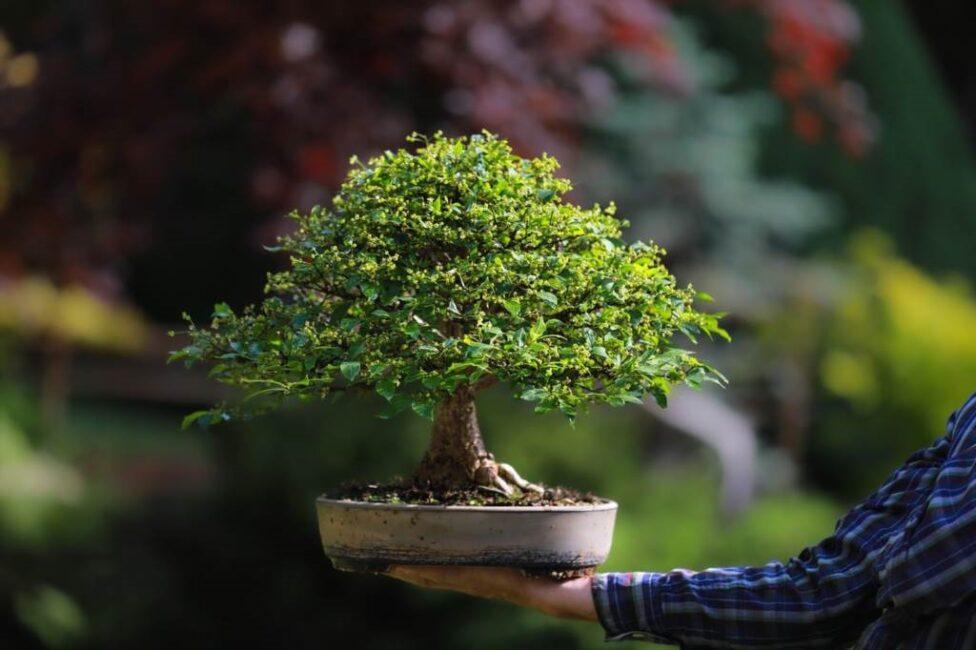 jak hodować bonsai